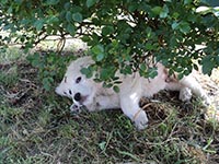 abruzzese sheepdog puppies